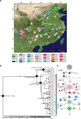 Spatial genetic patterns and distribution dynamics of Begonia grandis (Begoniaceae), a widespread herbaceous species in China